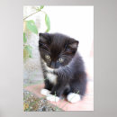Pesquisar por gatinhos pretos pôsteres pósteres Branco