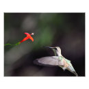 Pesquisar por rubi throated Natureza