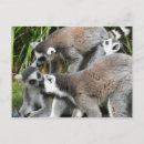 Pesquisar por lemurs cartoes postais Animais
