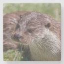 Pesquisar por otter porta copos Lontra