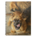 Pesquisar por cão pekingese Canino