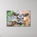 Pesquisar por wildlife impressão de canvas Young animal