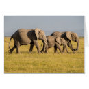 Pesquisar por alison cartoes postais Loxodonta africana