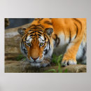 Pesquisar por tiger pósteres Animal