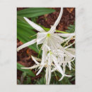 Pesquisar por plantas nativas cartoes postais Flor silvestre