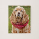 Pesquisar por americano cocker spaniel Cão