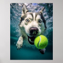 Pesquisar por husky siberiano pôsteres pósteres Para todos