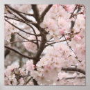 Pesquisar por flor de cerejeira sakura artes pósteres Árvore