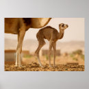 Pesquisar por camelos pósteres Deserto