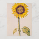 Pesquisar por nicole cartoes postais Robert