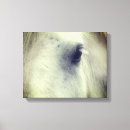 Pesquisar por cavalo percheron Animal