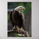 Pesquisar por eagle pôsteres pósteres Wildlife