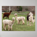 Pesquisar por de lãs artes pósteres Alpaca