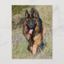 Pesquisar por cartões do german shepherd cartoes Pastor