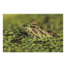 Pesquisar por rã fotografia Natureza