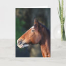 Pesquisar por clydesdale cartoes Cabeça