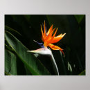 Pesquisar por pássaros tropicais pôsteres pósteres Ave do paraíso