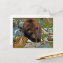 Pesquisar por brown bear cartoes postais Vida selvagem