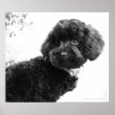Pesquisar por caniche preta Cães