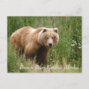 Pesquisar por brown bear cartoes postais Animal