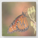 Pesquisar por macro de porta copos Vida selvagem