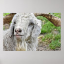 Pesquisar por goat pôsteres pósteres Animais de fazenda
