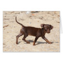 Pesquisar por passeio do cão cartoes postais Prumo e pam langrish