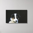 Pesquisar por border collie de de impressão de canvas Fotógrafo canino