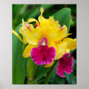 Pesquisar por orquídeas cor de rosa pôsteres pósteres Primavera