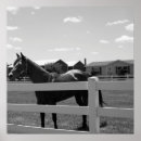 Pesquisar por horse pôsteres pósteres Horses