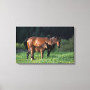 Pesquisar por raça impressão de canvas Foto