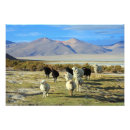 Pesquisar por chileno pôsteres pósteres Andes