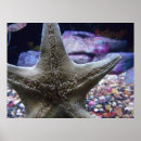 Pesquisar por estrela do mar artes pósteres Aquário
