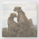 Pesquisar por serengeti porta copos Safari