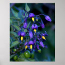 Pesquisar por planta pôsteres pósteres Fruta