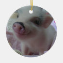 Pesquisar por leitão natal ornamentos Animais