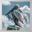 Pesquisar por pelicanos pôsteres pósteres De pássaro