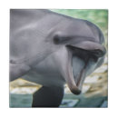 Pesquisar por golfinhos azulejos Animais