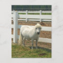 Pesquisar por miniaturas cartoes postais Cavalo