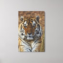 Pesquisar por panthera Animal