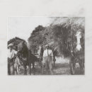 Pesquisar por cavalos pretos cartoes postais Branco