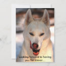 Pesquisar por husky convites Lobo