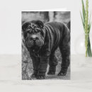 Pesquisar por shar pei vertical cartoes Engraçado