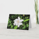 Pesquisar por gardenia cartoes Natureza