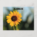 Pesquisar por girassóis coloridos cartoes postais Qualquer pessoa