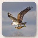 Pesquisar por peixes de vôo Osprey