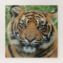 Pesquisar por foto do tigre quebra cabecas Animais