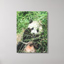 Pesquisar por panda impressão de canvas Fotos dos animais selvagens