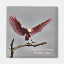 Pesquisar por rose imas Natureza