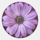 Pesquisar por margarida roxa adesivos Natureza